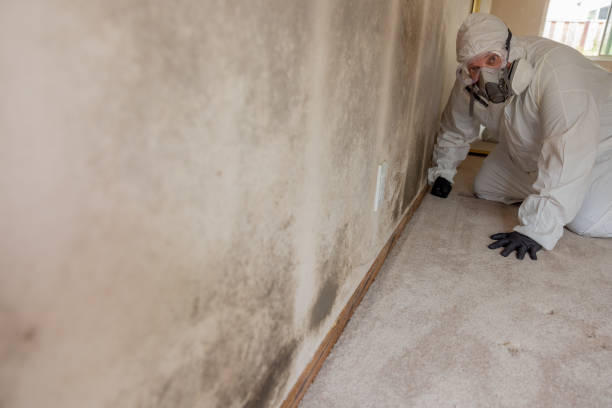 Best Mold Odor Removal Services  in Mcadoo, PA